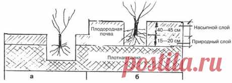Как посадить виноград