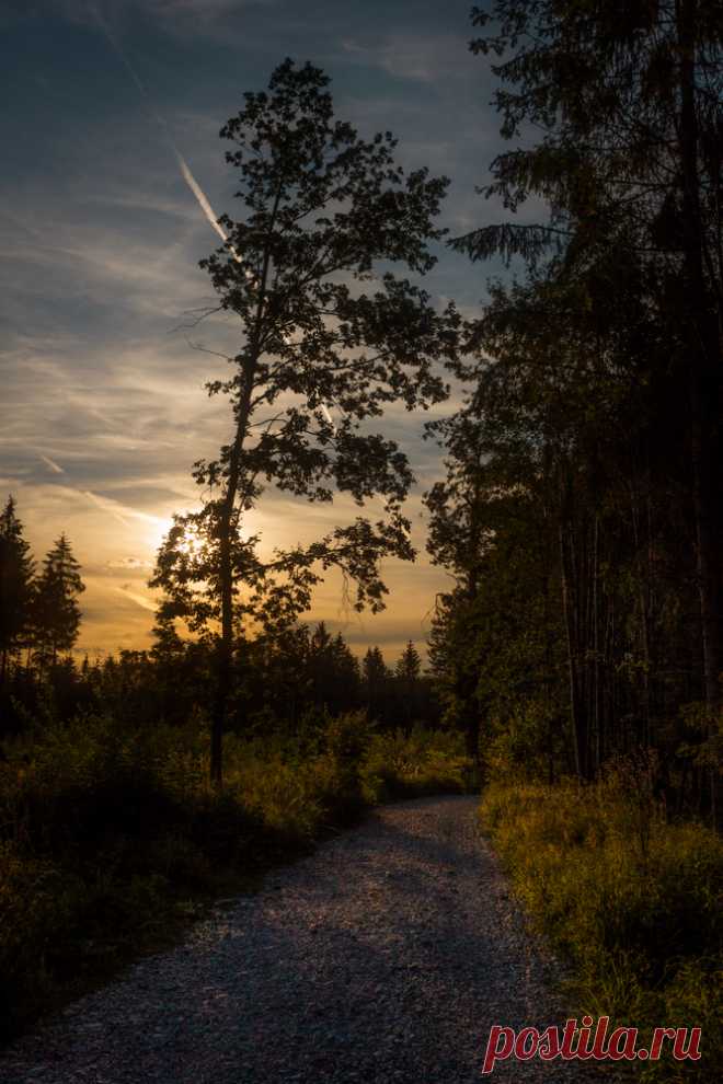 Mountain Wolf — stephiramona: Beautiful day