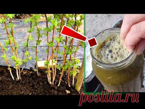 ЧТО БЫ ЯГОДЫ МАЛИНЫ БЫЛИ КРУПНЫЕ И СЛАДКИЕ,ПОДКОРМИ МАЛИНУ ВЕСНОЙ .ЭФФЕКТИВНЫЕ ВЕСЕННИЕ УДОБРЕНИЯ.