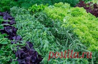 7 способов заготовки зелени