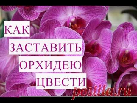Как Заставить Орхидею Цвести.