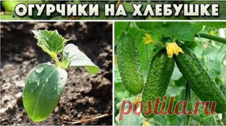 Огурчики на хлебушке