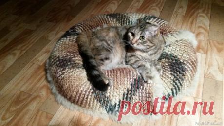 Лежанка для Мартыши | Все для дома