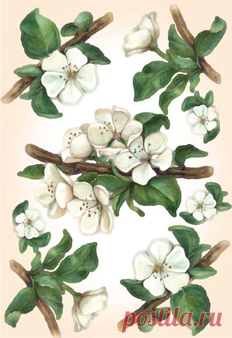 рисунки цветущих яблонь — Яндекс: нашлось 3 млн результатов