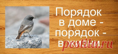 Выберите птичку, она нащебечет послание, нужное на данный момент | Cafe-mystic | Яндекс Дзен