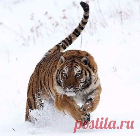 красава