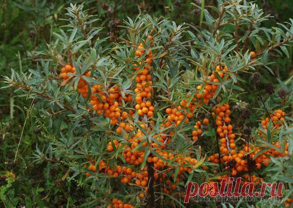 Выращивание облепихи: выбор сорта, посадка и уход Облепиха – ценная плодовая культура. По содержанию некоторых витаминов она является самым настоящим чемпионом. По наличию полезных свойств это уникальное растение можно смело назвать целебным. Поэтому...