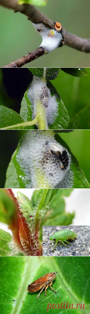 Меры борьбы со слюнявой пенницей (цикадкой) в огороде и саде | Дача - впрок