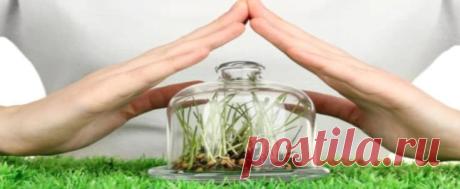 Подкормка и защита растений (просто) Когда идет поиск достоинств народных средств, их обычно сравнивают с химическими удобрениями. Органика выигрывает в составе компонентов. Такие растворы содержат только полезные элементы, а значит урожай получится без примесей химикатов. Остальным плюсам отводится не меньшая роль, так, например, подкормки собственного приготовления безопасны, безвре...