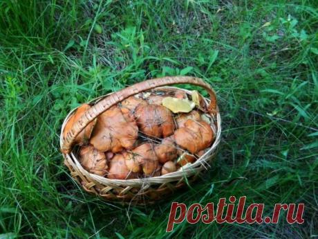 Волнуют меня волнушки | грибной критик | Яндекс Дзен