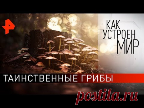 Таинственные грибы. "Как устроен мир" с Тимофеем Баженовым (25.11.19).