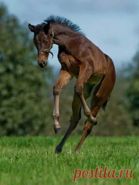 Terri McManus приколол(а) это к доске Horses