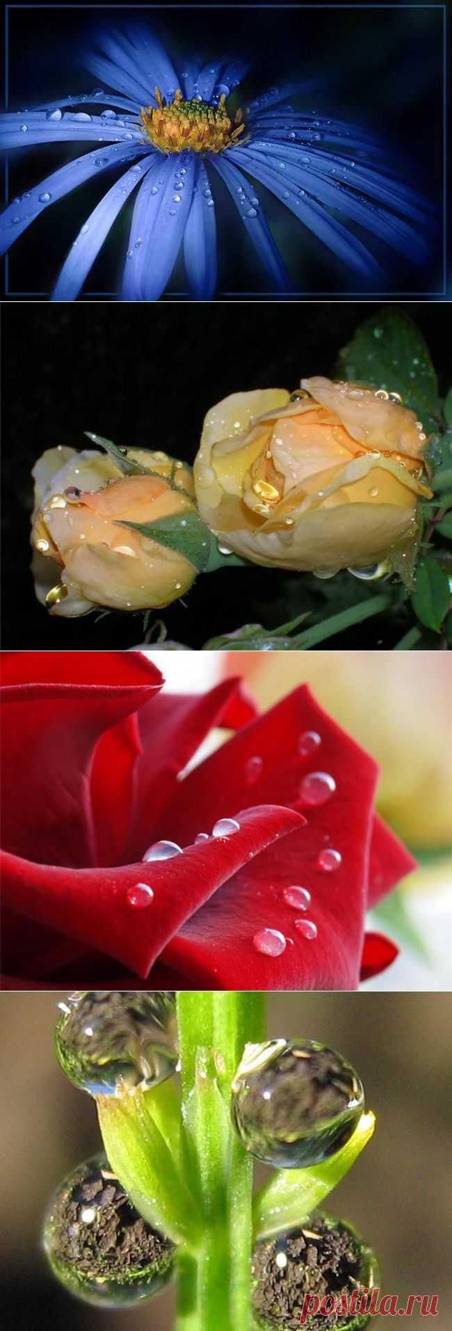 Цветочные слезы.
Цветочные слезы -
Росинки на листьях
Цветы, словно звезды,
Небесною кистью
Раскрашены ярко ...
Искрятся, лучатся...
Нам неба подарком
На сердце ложатся.