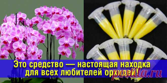 Это средство — настоящая находка для всех любителей орхидей! Чрезвычайно пышное цветение… | Полезные советы