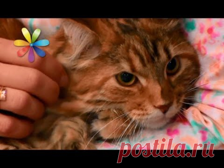 Как приучить кота расчесываться? – Все буде добре. Выпуск 1098 от 03.10.17