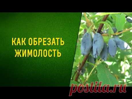 Как обрезать жимолость - YouTube
