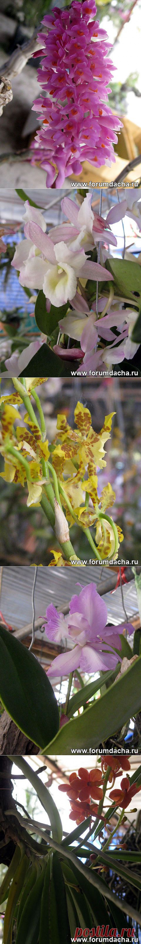 Фото орхидей. Фаленопсис, Ванда, Онцидиум, Дендробиум и ...