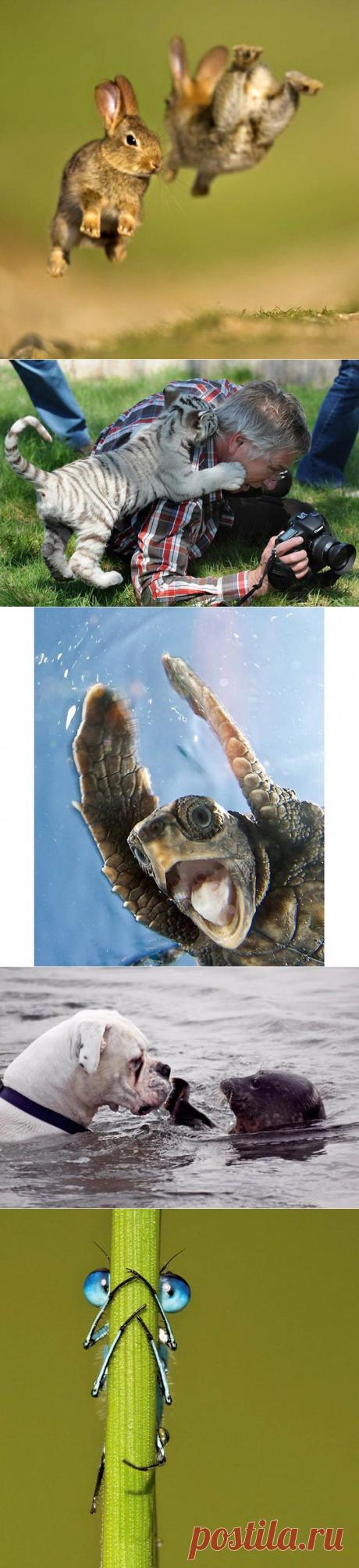 (+1) тема - Умильные зверюшки (Часть 2) | Четвероногий юмор