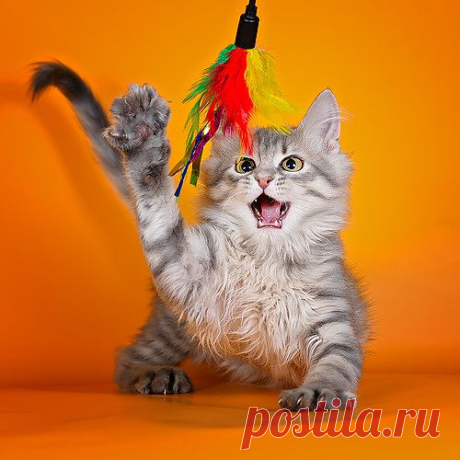 котик