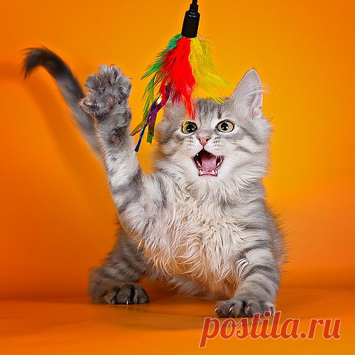 котик