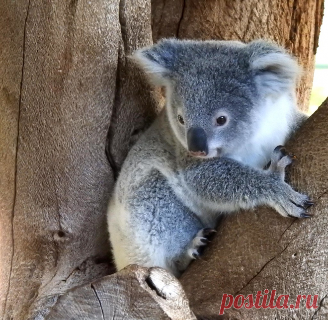 Baby Koala Explore AdamsWife's photos on Flickr. AdamsWife has uploaded 5761 photos to Flickr.