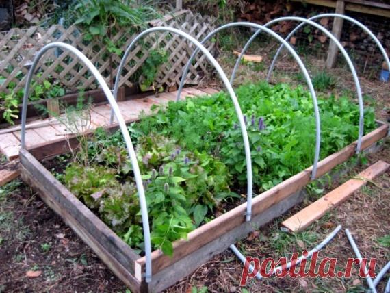 Чем отличается парник от теплицы