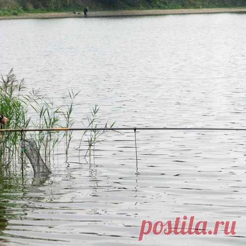 Карась: секреты майского клёва