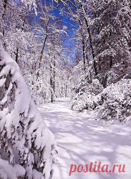 Я с детства испытываю своеобразное волнение перед свежим покровом снега… Точно вступаешь в какой-то ...