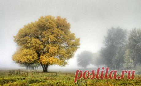 природа, пейзаж, река, лес, супер, туман, поляна
