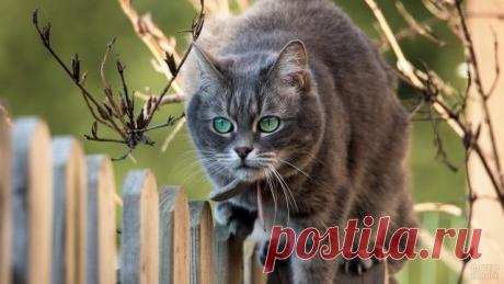 Серые кошки (37 фото)