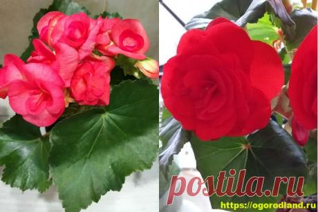 Комнатная бегония. Выращивание и уход в домашних условиях