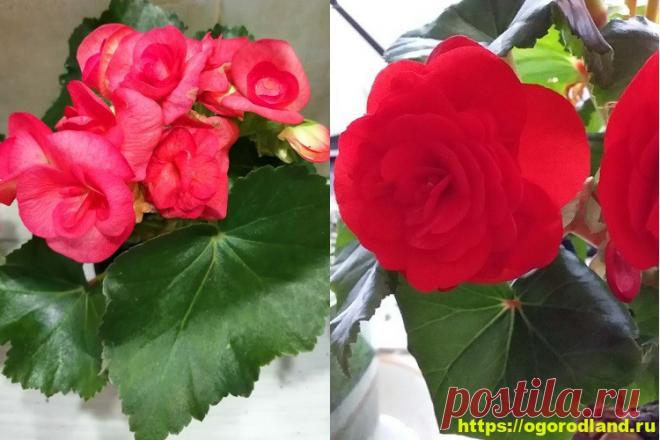 Комнатная бегония. Выращивание и уход в домашних условиях