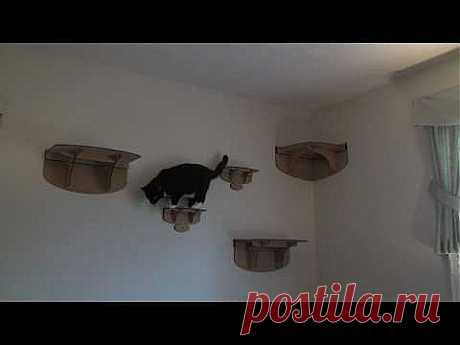 Skooter the Catter Wallin' Kitty - YouTube