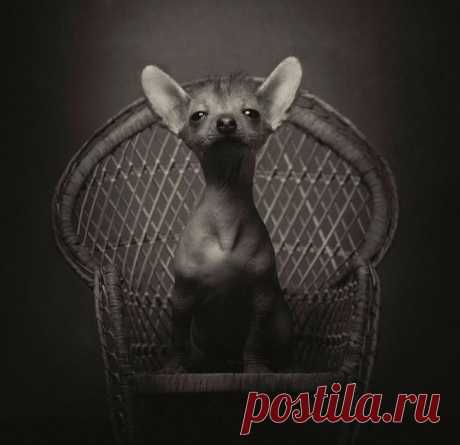 Изумительные фотопортреты животных