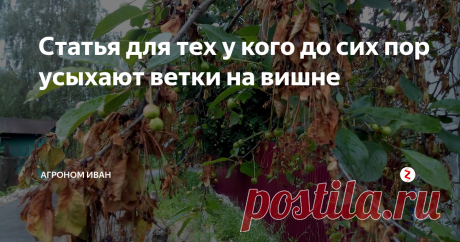 Статья для тех у кого до сих пор усыхают ветки на вишне Некоторые садоводы замечают, что вскоре после цветения вишни отдельные ветки вдруг начинают усыхать, как будто ошпарены кипятком или обожжены огнём.
Это признаки грибкового заболевания - монилиоза.
Споры внедряются в ткани дерева в самый уязвимый момент -во время цветения. Казалось бы, чтобы предотвратить болезнь, нужно провести мощную противогрибковую обработку.  Но нельзя.
В это время цветы посе