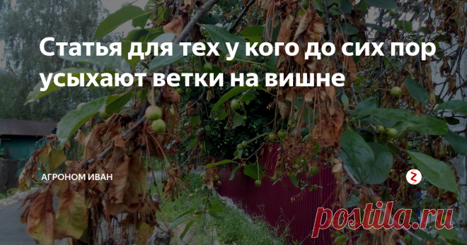 Статья для тех у кого до сих пор усыхают ветки на вишне Некоторые садоводы замечают, что вскоре после цветения вишни отдельные ветки вдруг начинают усыхать, как будто ошпарены кипятком или обожжены огнём.
Это признаки грибкового заболевания - монилиоза.
Споры внедряются в ткани дерева в самый уязвимый момент -во время цветения. Казалось бы, чтобы предотвратить болезнь, нужно провести мощную противогрибковую обработку.  Но нельзя.
В это время цветы посе