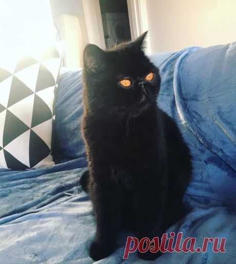 Кот Гремлин / Питомцы