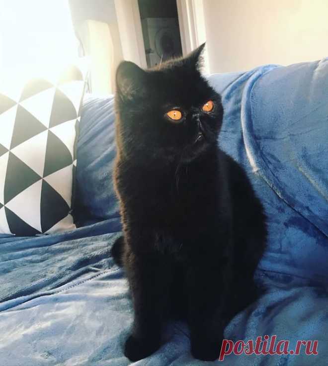 Кот Гремлин / Питомцы