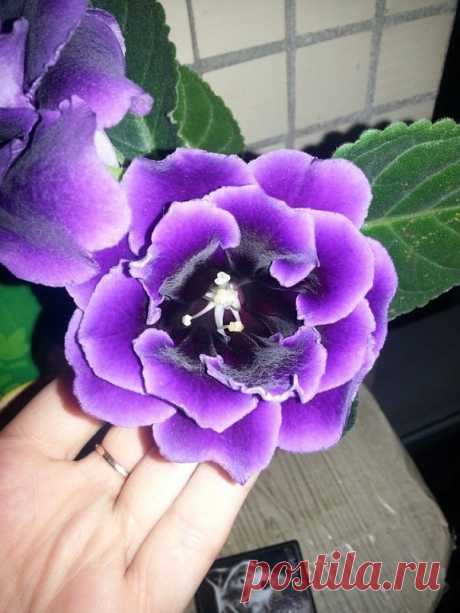 Как разбудить клубень глоксинии 

Случается, что глоксиния никак не хочет прорастать. В таком случае клубень необходимо откопать и внимательно осмотреть. Если он светлый и упругий, без повреждений, то с ним все в порядке, через неко…