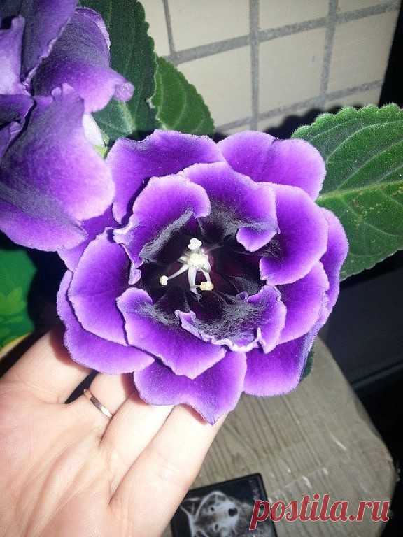 Как разбудить клубень глоксинии 

Случается, что глоксиния никак не хочет прорастать. В таком случае клубень необходимо откопать и внимательно осмотреть. Если он светлый и упругий, без повреждений, то с ним все в порядке, через неко…