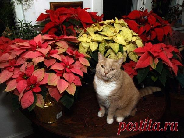 Пуансеттия - 7 золотых правил...

#комнатныерастения_КС

Родом из Мексики и с более чем 150-ю различными сортами, пуансеттия зарекомендовала себя как комнатное растение номер в качестве подарка на Новый год и Рождество во многих странах мира. В России продажи пуансеттии также растут, ведь от этого цветка невозможно отвести глаз!
Показать полностью…