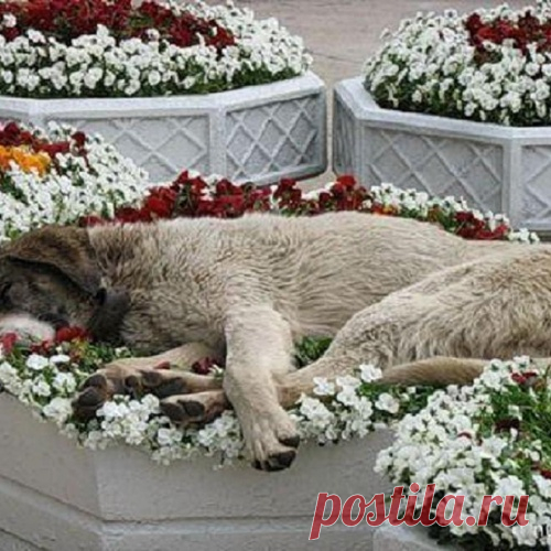 Наши любимые животные на даче