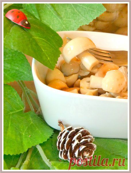 Маринованные пуговицы (или сыроежки на зиму). Рецепт c фото, мы подскажем, как приготовить!