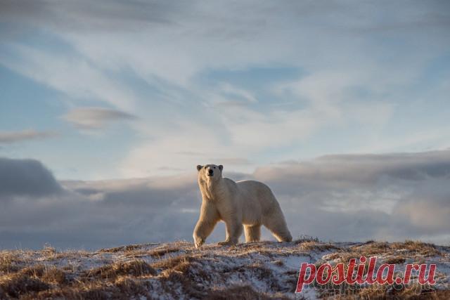 Запредельно красивая «Дикая природа России – 2018» Журнал «National Geographic Россия» проводит конкурс лучших фотографий дикой природы с 2011 года. Список номинаций с каждым годом расширяется, и на этот раз работы участников распределились по 16 кате...