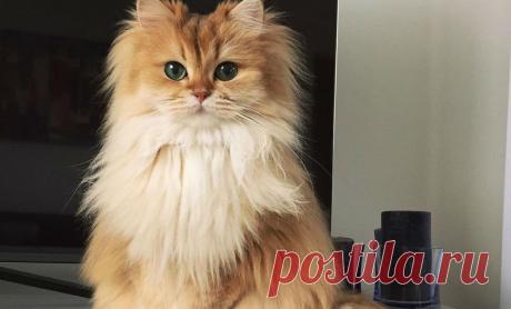 ФотоТелеграф » Самая фотогеничная кошка в мире