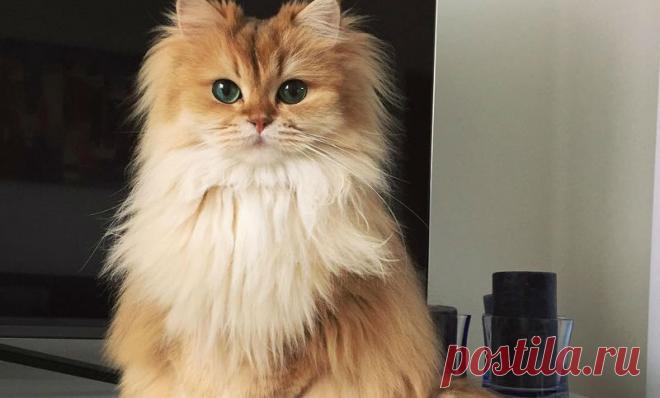 ФотоТелеграф » Самая фотогеничная кошка в мире