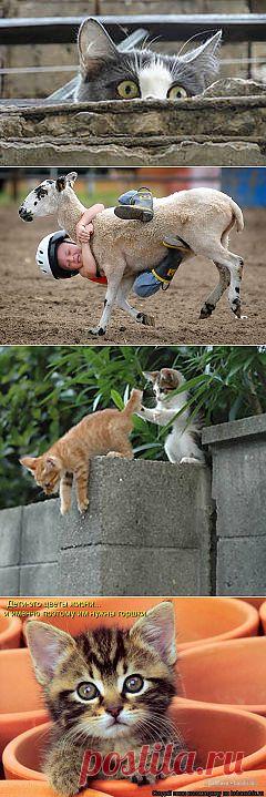 кошки смешные: 224 тыс изображений найдено в Яндекс.Картинках