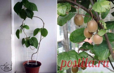 Funny Handmade • Рукоделие • Рецепты • Огород
