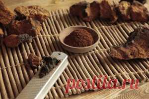 Целительный гриб чага: полезные свойства и противопоказания