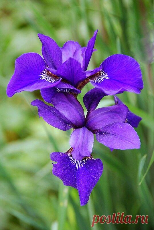 Пин на доске яИРИСИКИ